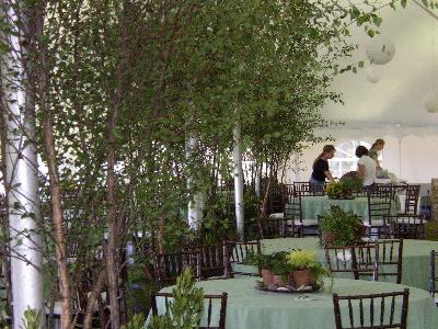 We decorated the inside of the large tent for a wedding with trees 